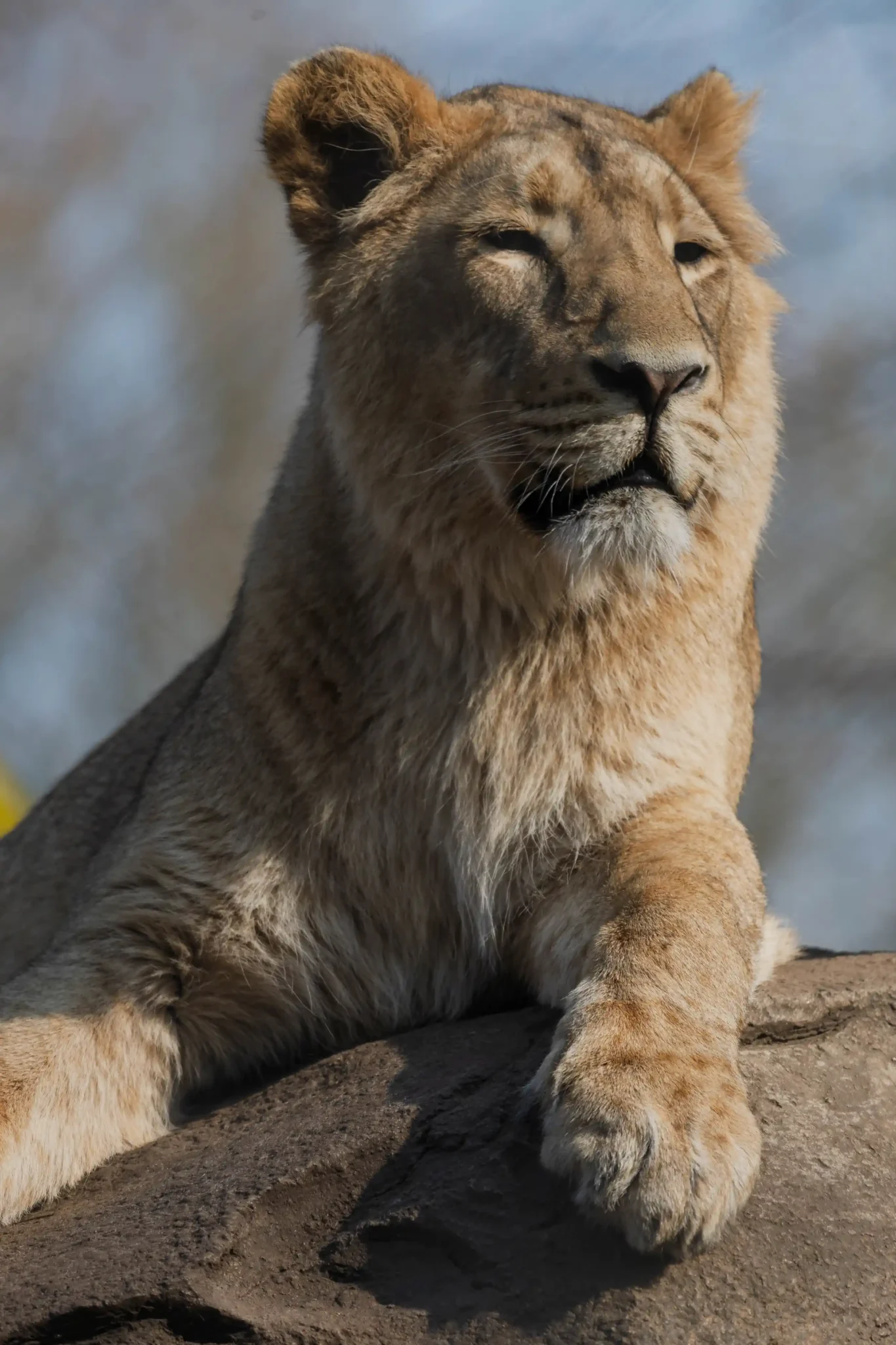 Lioness-1
