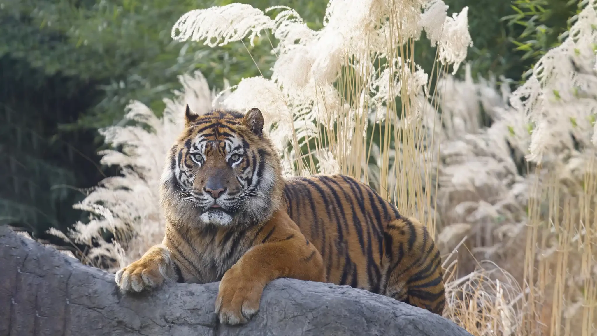 Tiger looking in the camera